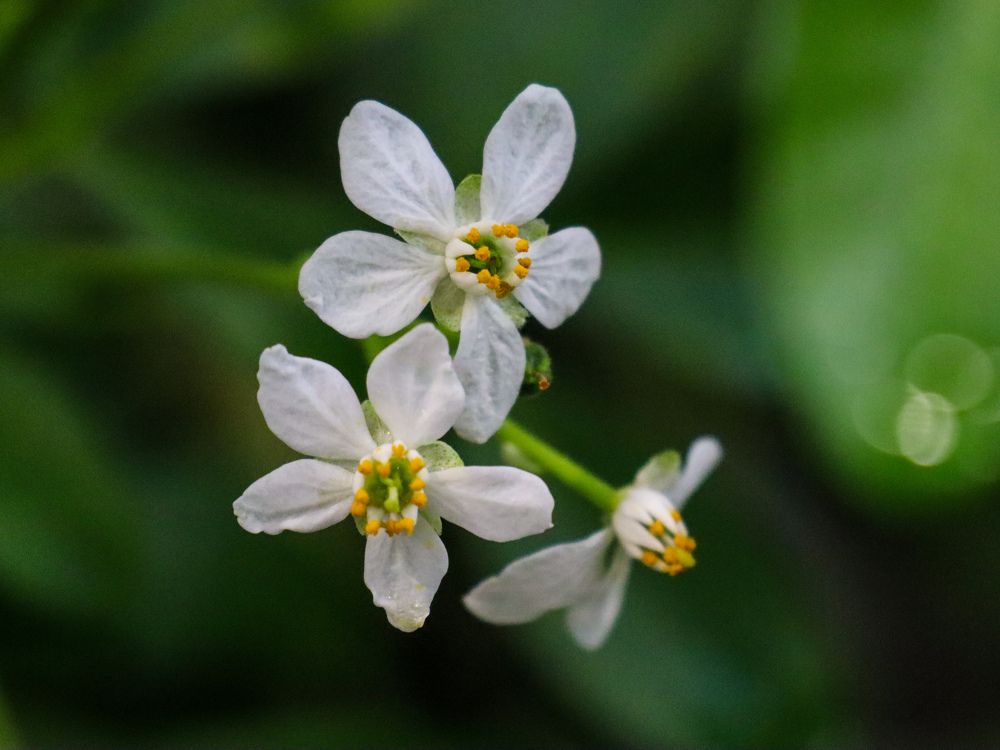 Photograph by Анна Сойтту