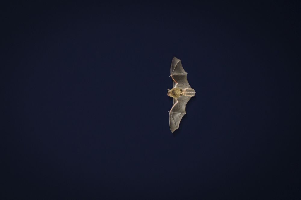 Photograph by Patricio Murphy