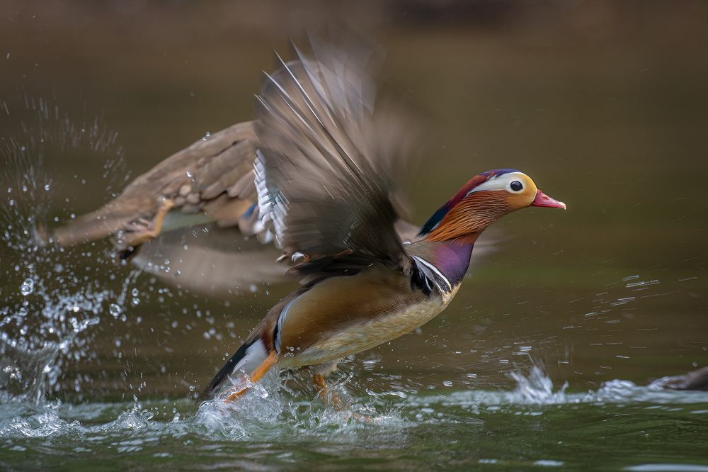 Photograph by Võ Rin