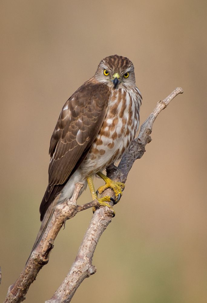 The shikra (Accipiter badius)