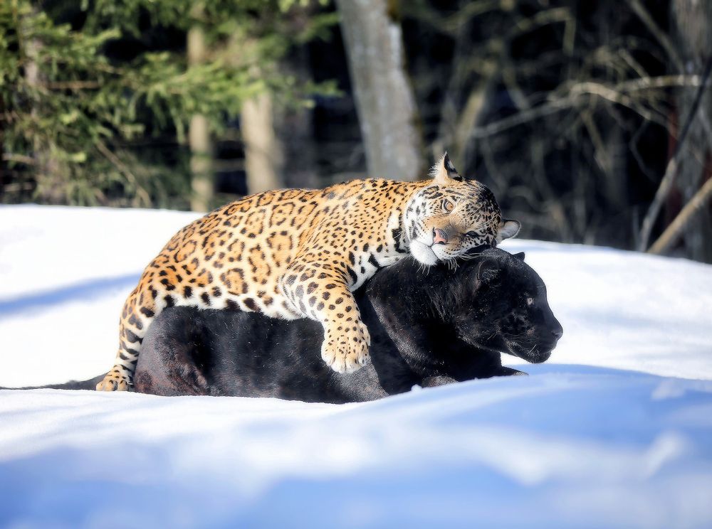 Photograph by Андрей Автухов