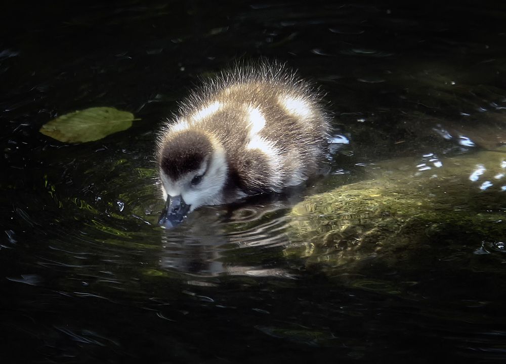 Фотография автора Александр