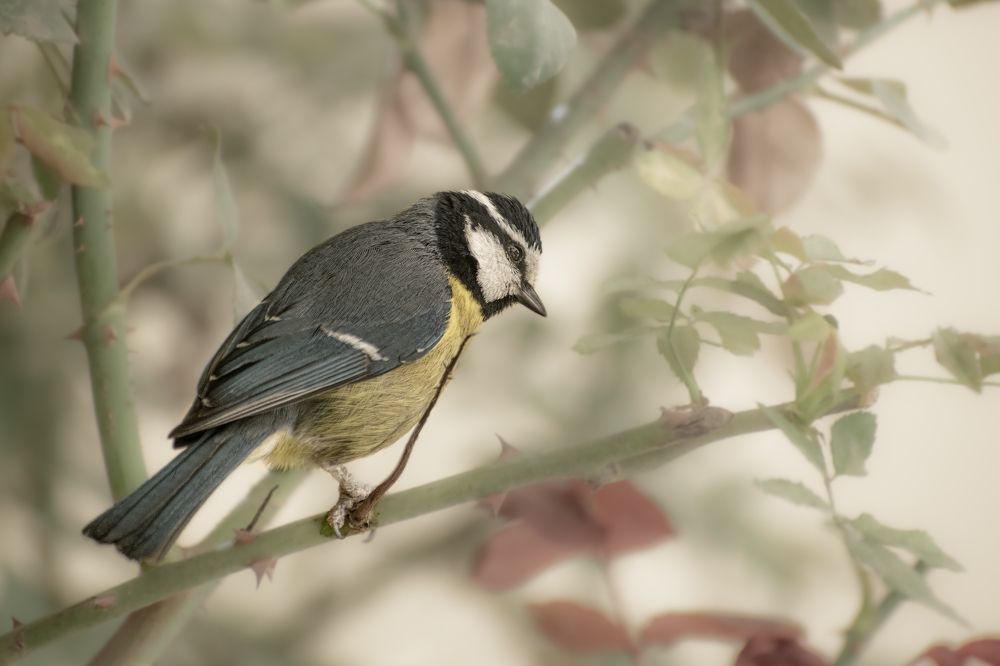 Photograph by kamel draa