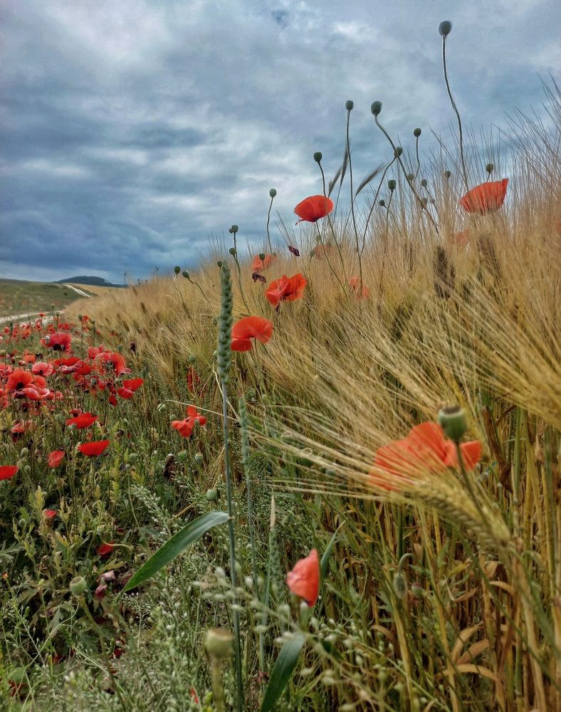 Photograph by Оксана Кийкова