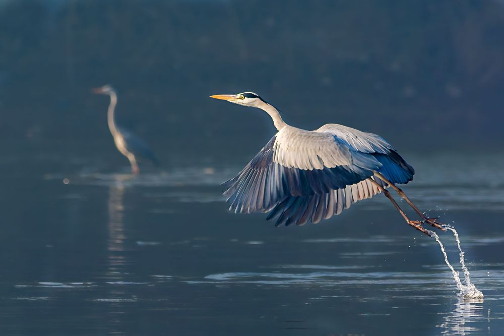 Photograph by Morhaf Kamal