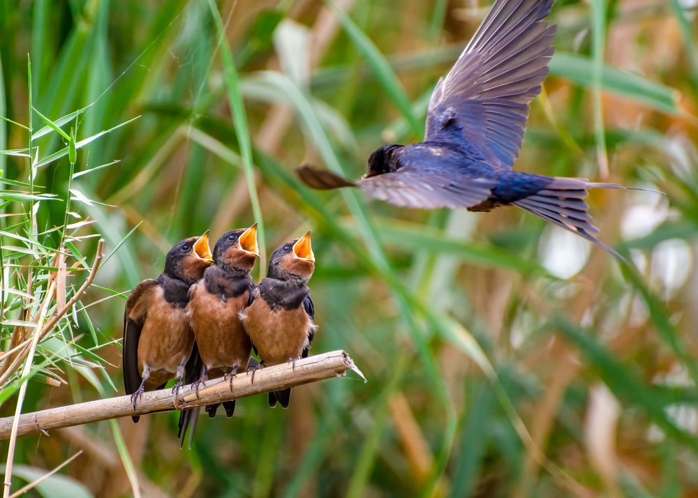 Photograph by Morhaf Kamal