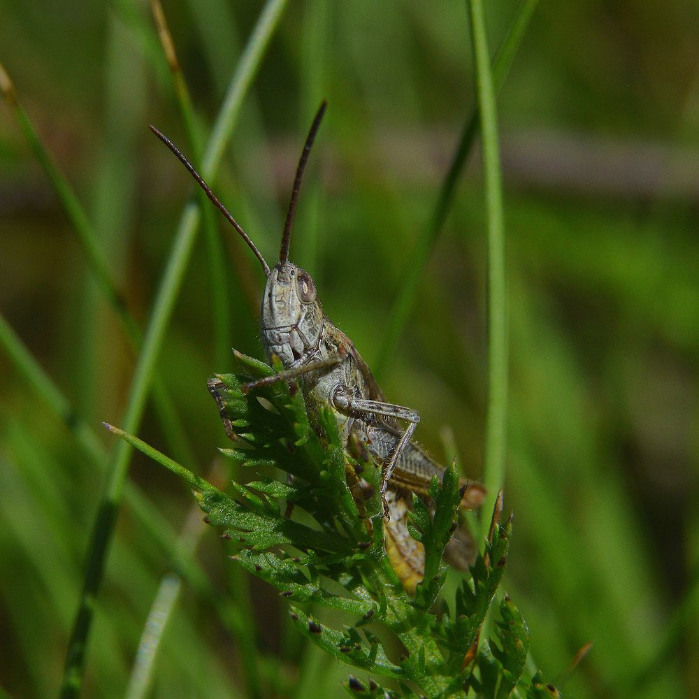 Любопытство.