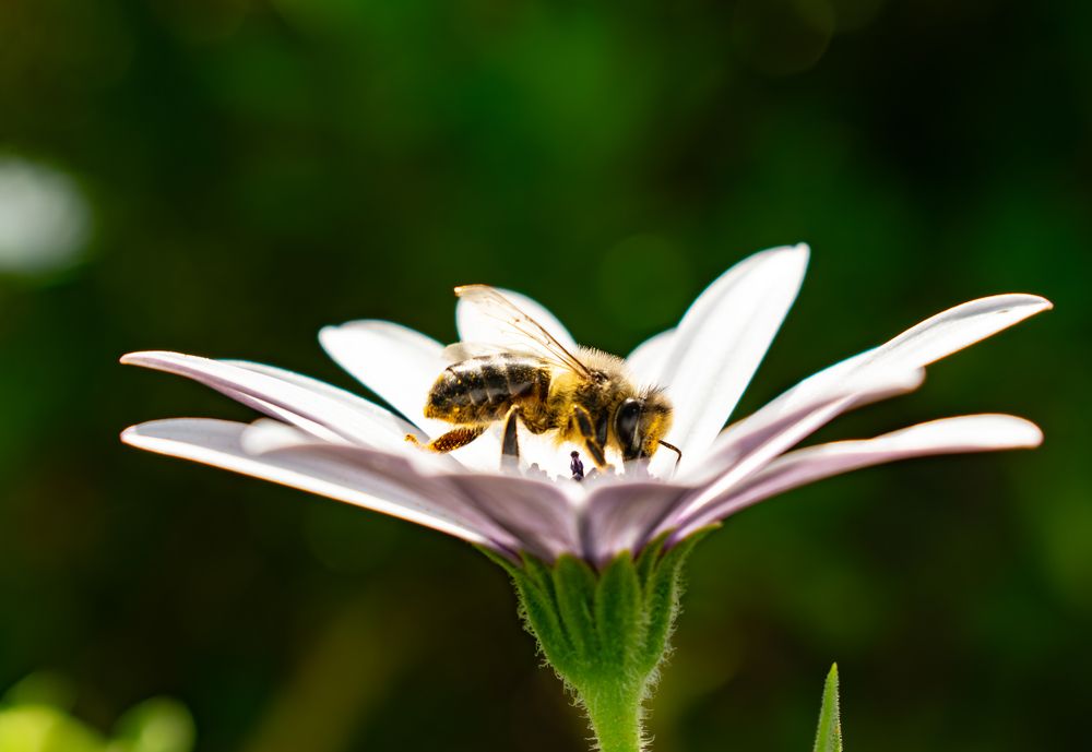 Фотография автора Jose Marcos Carvajal Tarazona