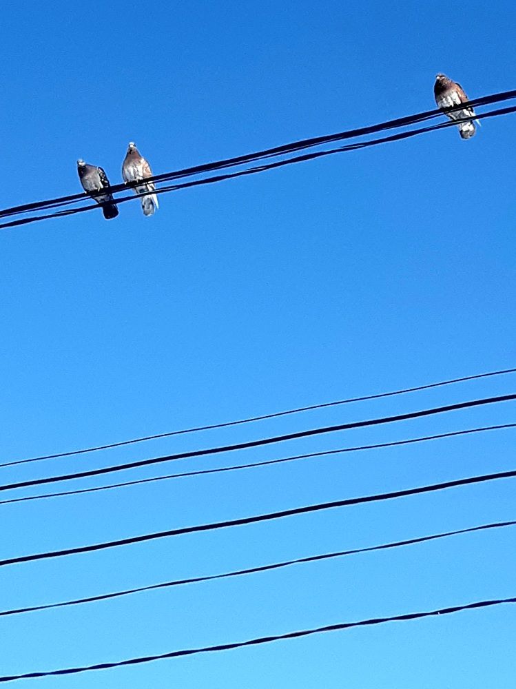 Фотография автора Наталья Шендяпина