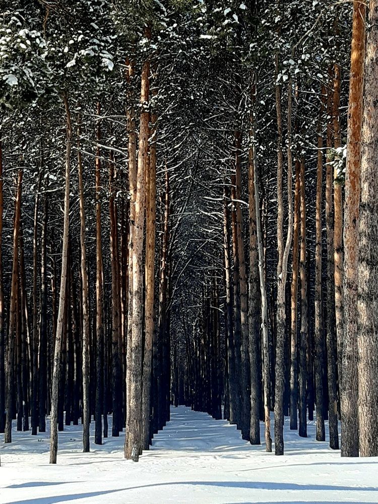 Фотография автора Наталья Шендяпина