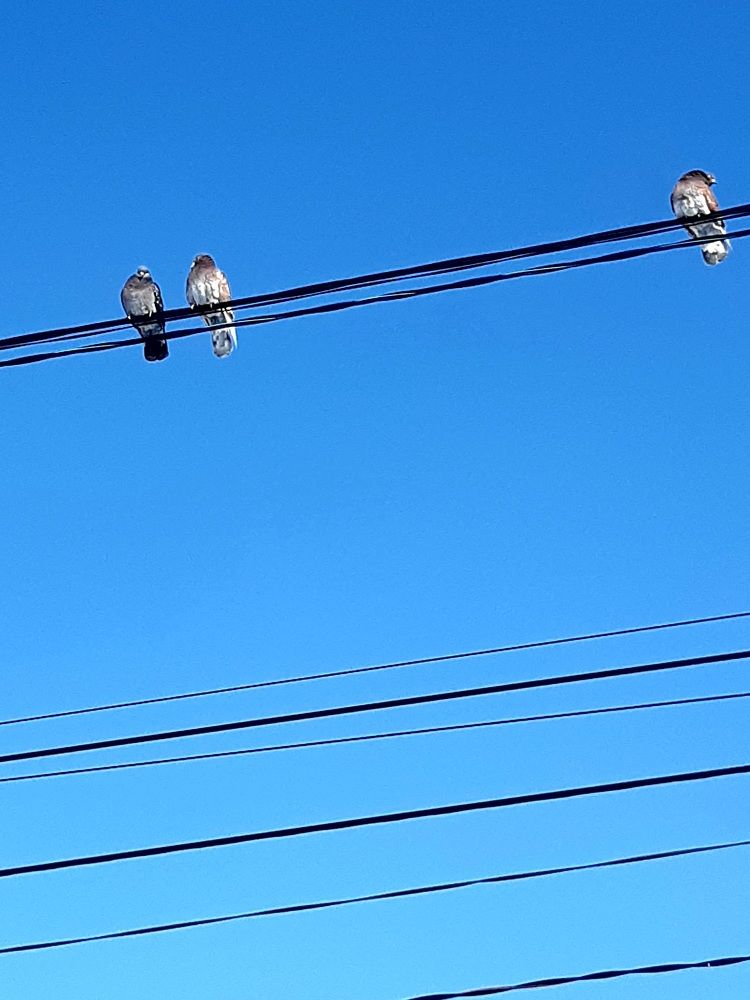 Фотография автора Наталья Шендяпина