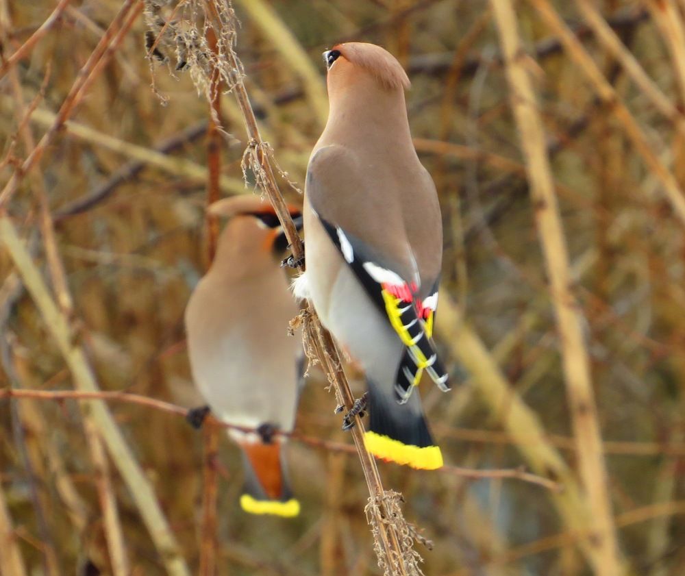 Нарядные свиристели
