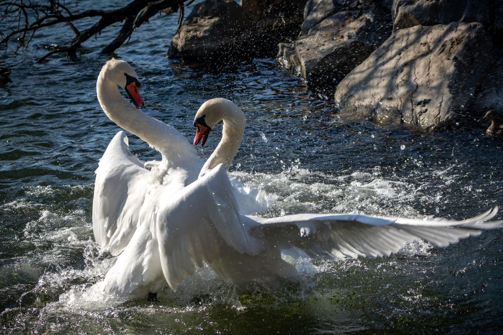 Танго вдвоём