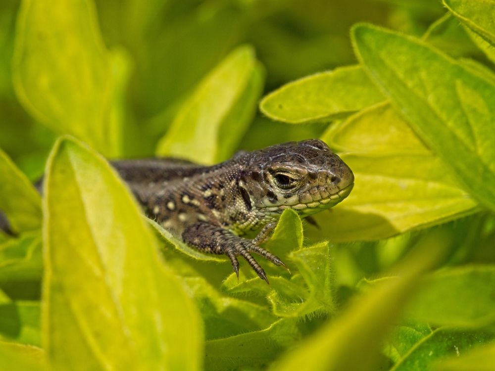 Photograph by Roman Chudaš