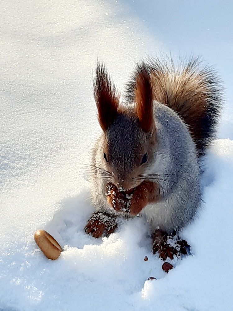 Фотография автора Наталья Шендяпина