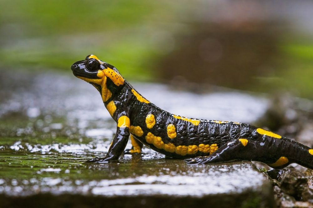 Photograph by Roman Chudaš