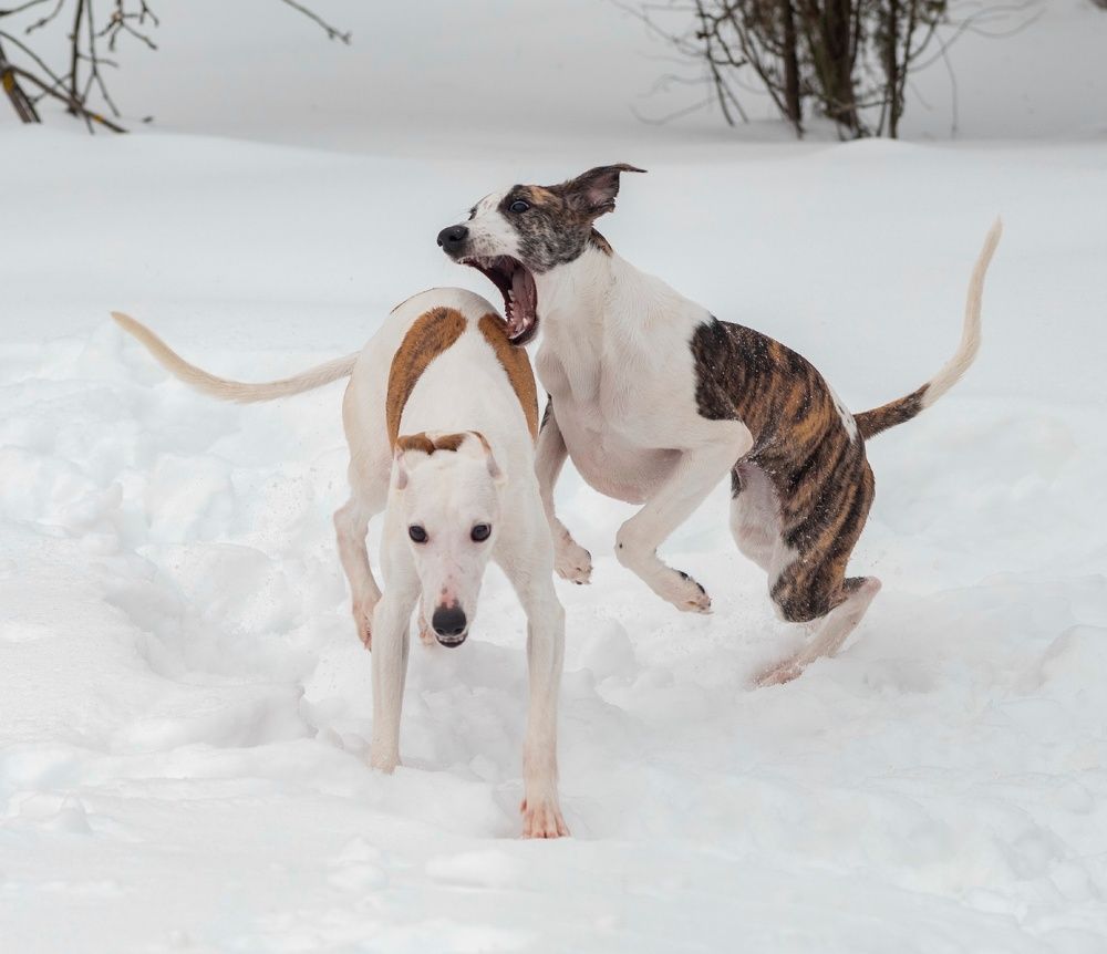 Photograph by Анастасия Рысь