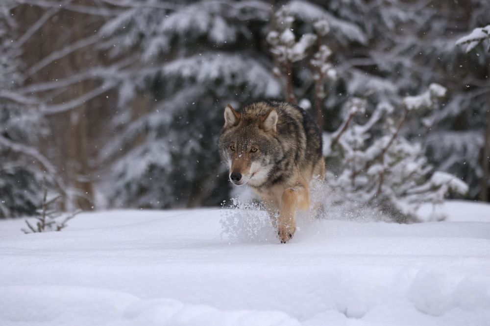 Photograph by Ольга Одаренко