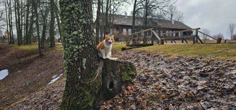 Рыжик в Тригорском