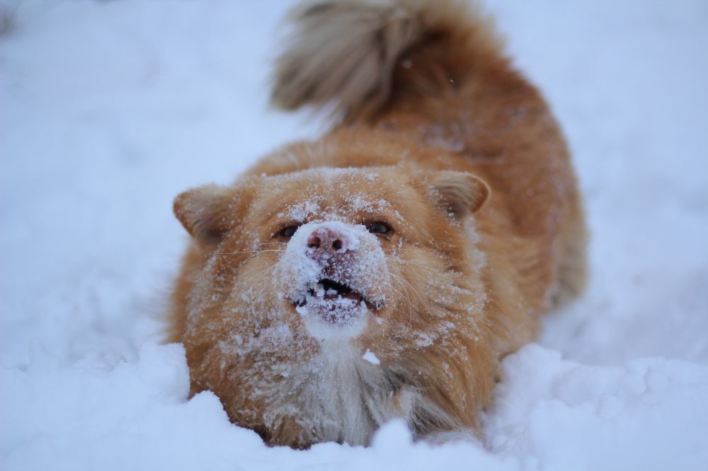 Рыжий пёс-снежный нос!