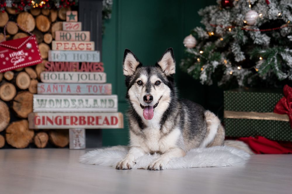 Фотография автора Krisztián Csalami