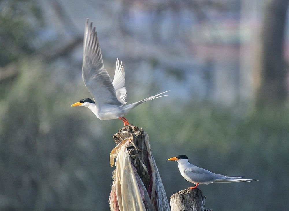 Photograph by Anantha ramu Mudagandur