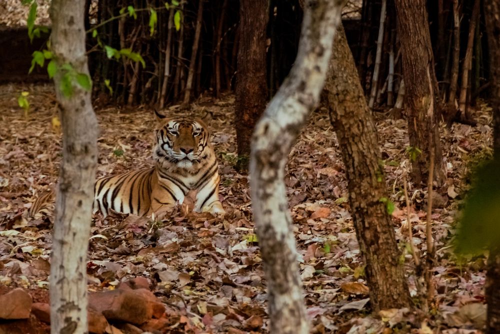 Photograph by Divyansh Dharmadhikari