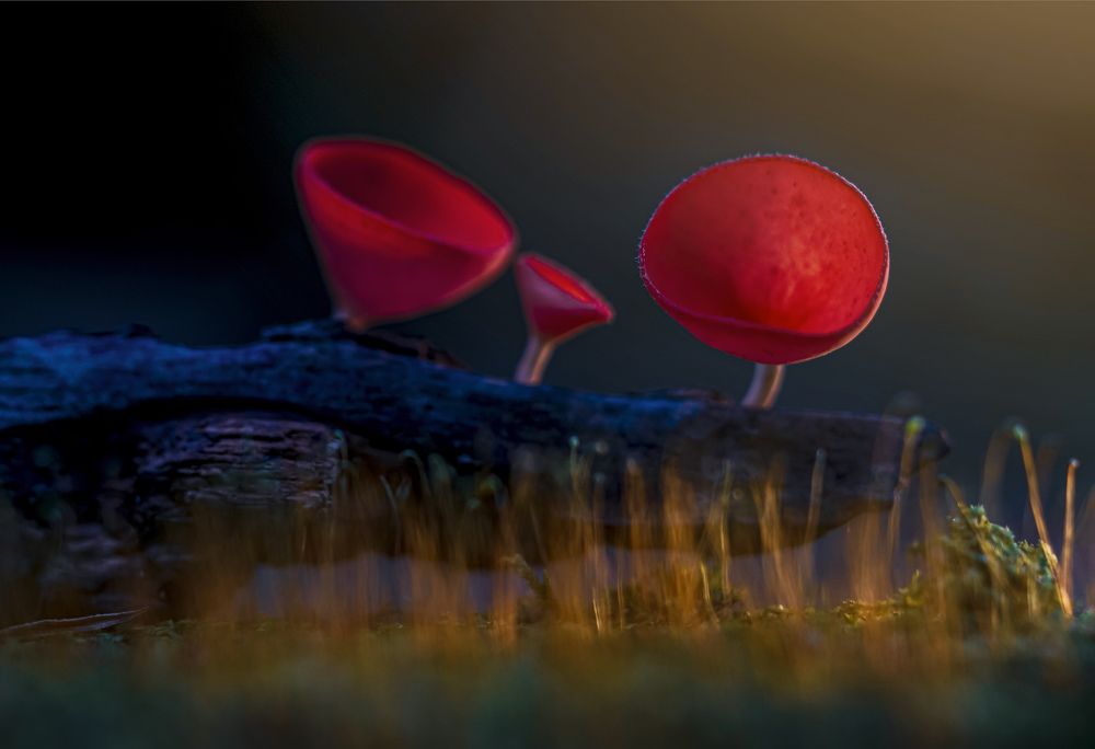MUSHROOM ON THE SUN FLARE