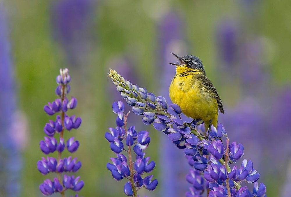 В люпиновом раю