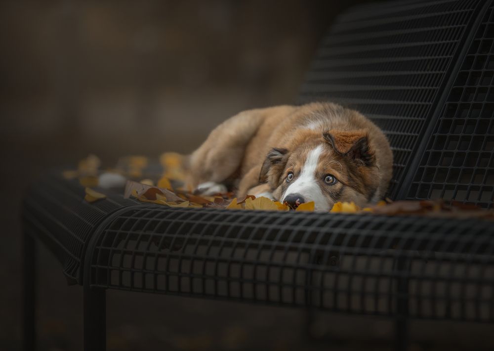 Фотография автора Ann Visser