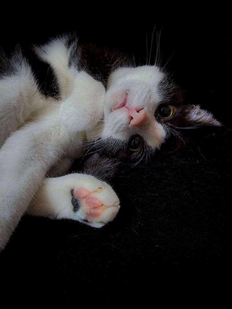 Фотография автора Elaine Almeida