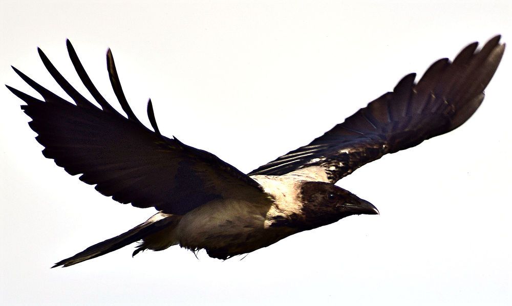 Photograph by Александр Шувалов