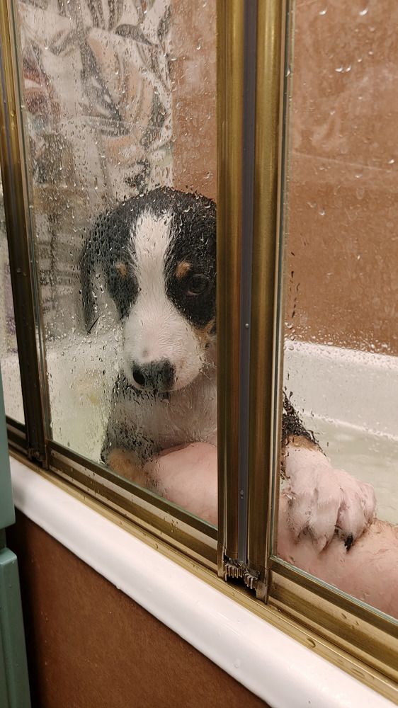 Photo #10460400