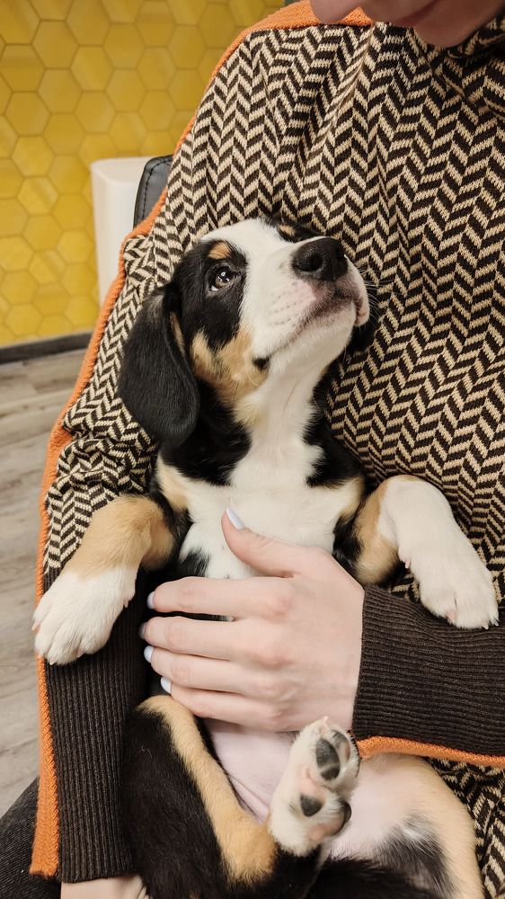 Photo #10460401