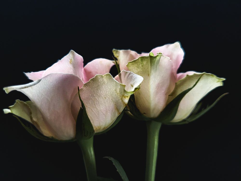 Photograph by Луиза Перегарова