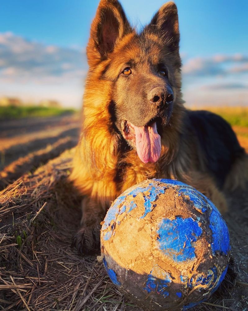 Лучший друг