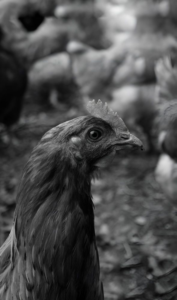 Photograph by Анастасия Иванцова