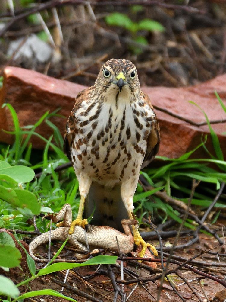 Фотография автора Harshit Sharma