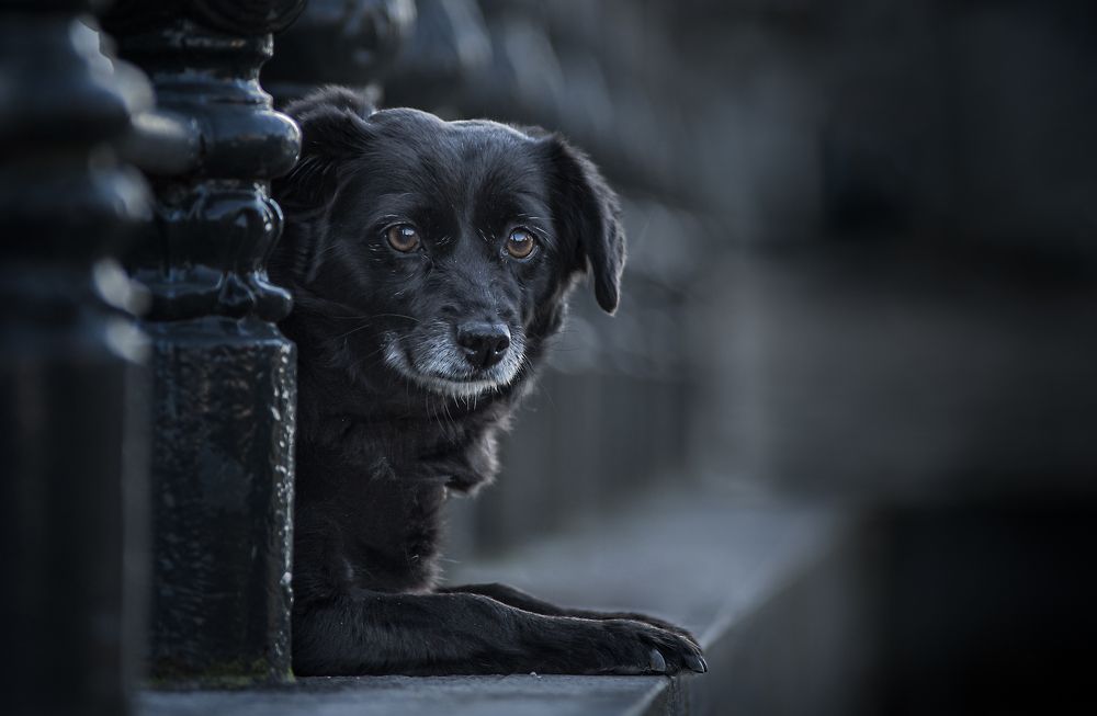 Фотография автора Gertrude Goené