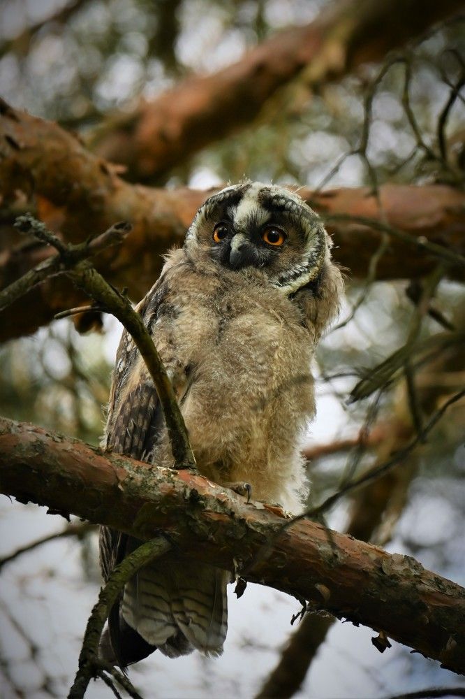 Фотография автора IRINA FILIPPOVA