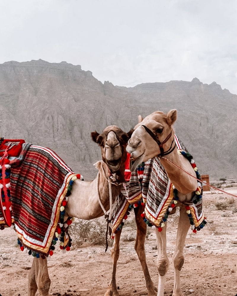 Фотография автора Nazgul Mamylkanova