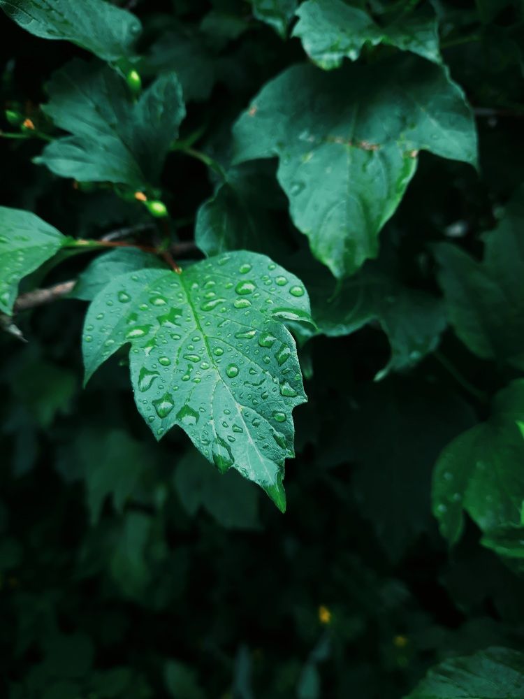 Photograph by Эльза Калюшева