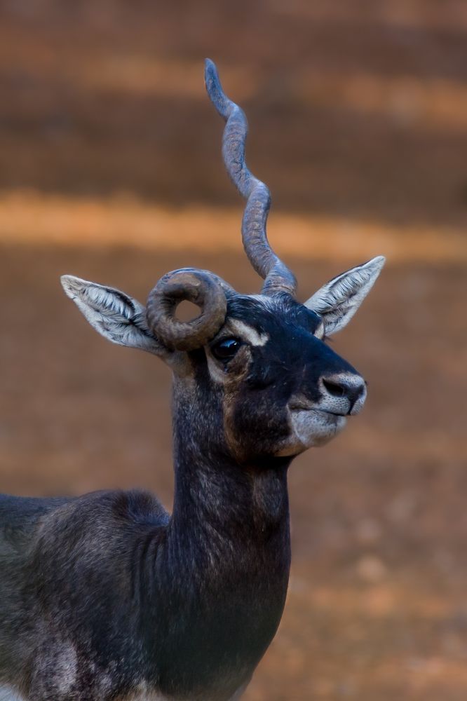 Photograph by sunil agadi
