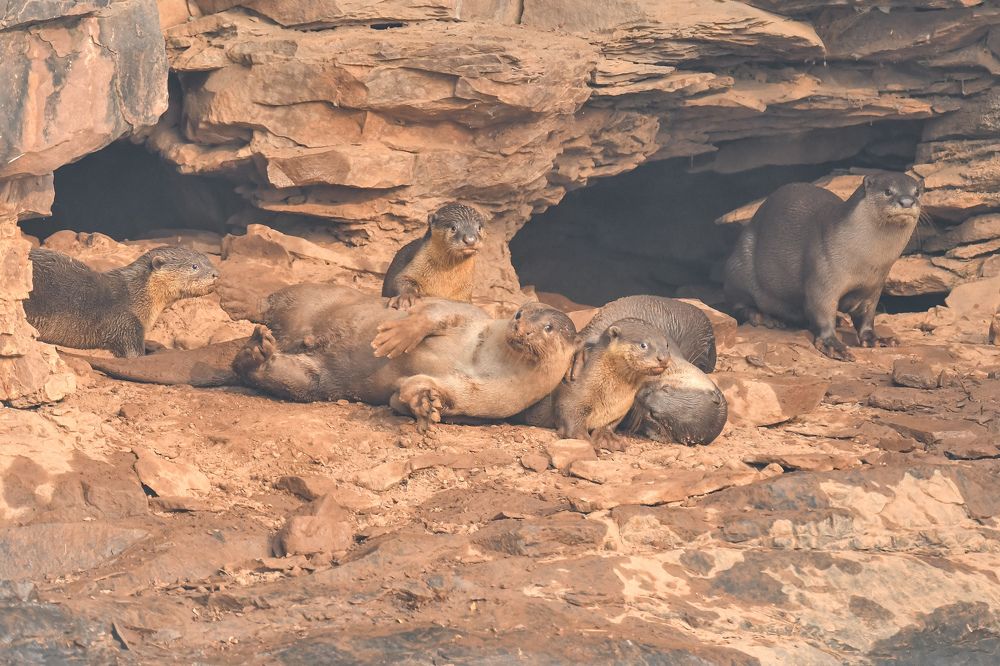 Фотография автора Harshit Sharma