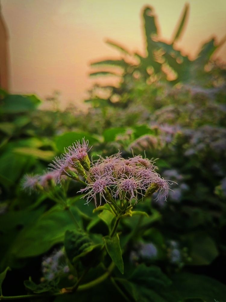 Photograph by Palash Mondal