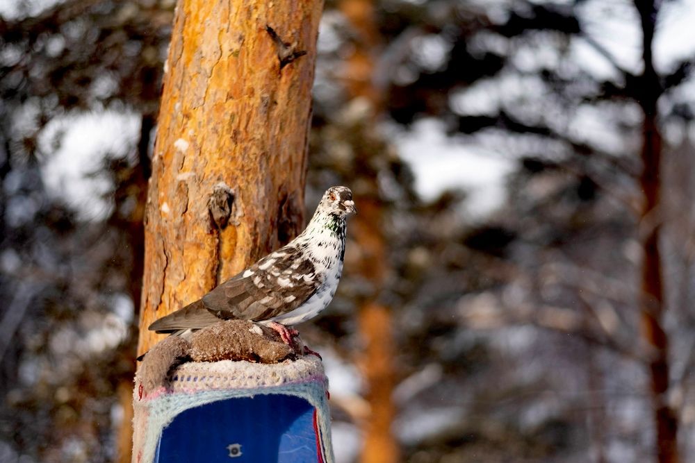 Photograph by Римма Бобрякова