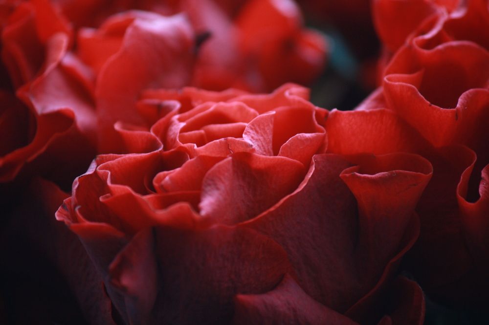 Photograph by Михаил Некрасов