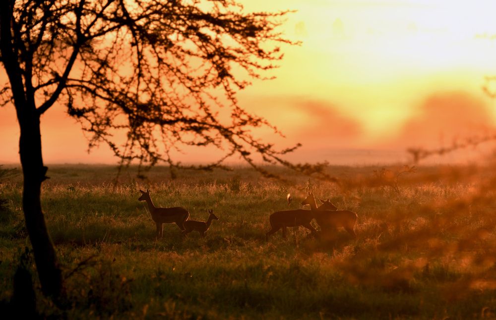 Impalas at dawn