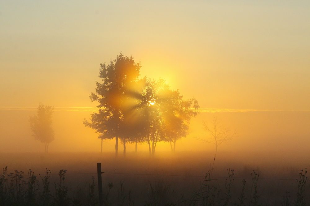 Восход Солнца Туманное утро.