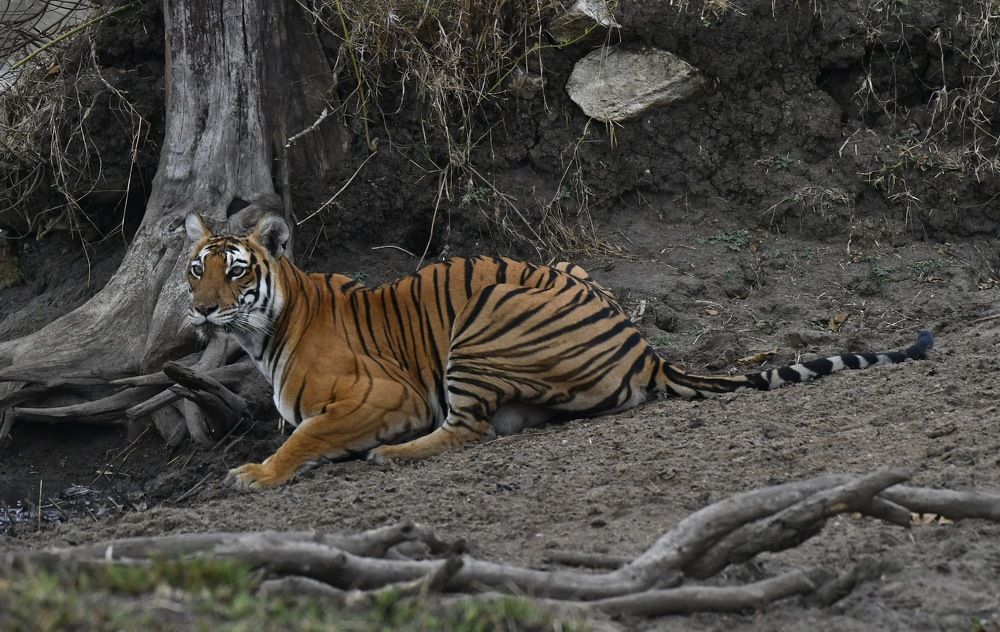 Photograph by Anantha ramu Mudagandur